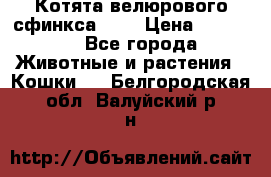 Котята велюрового сфинкса. .. › Цена ­ 15 000 - Все города Животные и растения » Кошки   . Белгородская обл.,Валуйский р-н